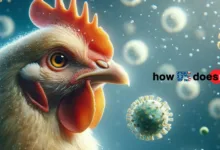 How-Does-Bird-Flu-Infect-Humans